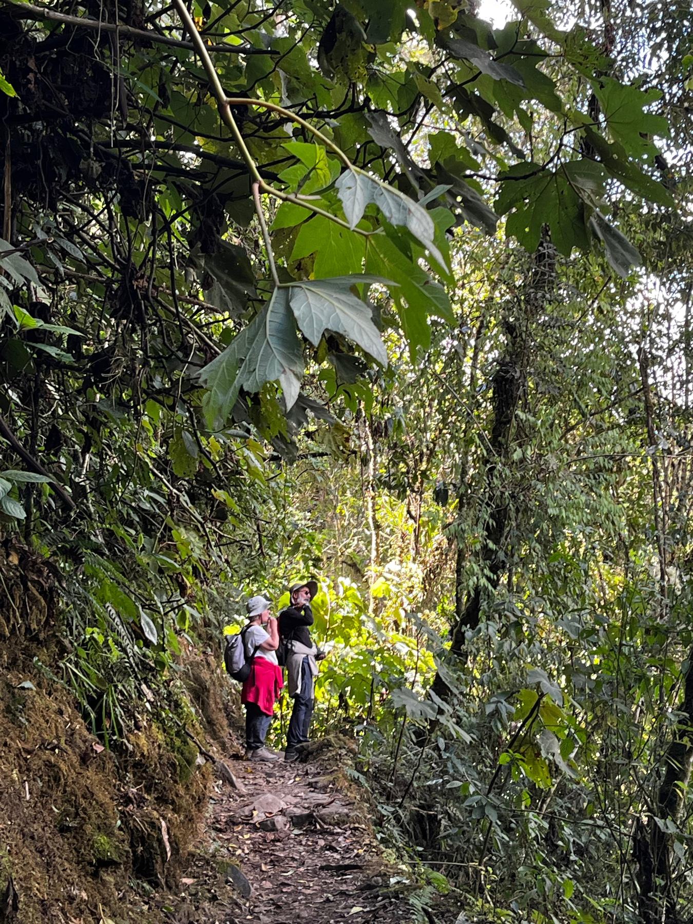 Voyageurs dans la forêt nuageuse, Chemin de l'Inca